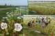 descoquelicotsblancsoudespavotsonenavudeschampsentiersunepetitephotosimposeaumilieudecesfleurs_small.jpg