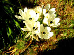 fleurs blanches crocano.jpg (36742 octets)