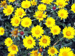 fleurs bonifacio.jpg (55293 octets)